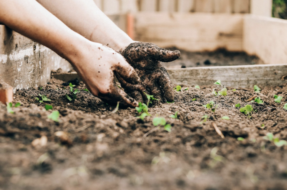 Planting crops can be a great way to get into the spring spirit and try something new. Photo used with permission from Sandie Clarke on Unsplash
